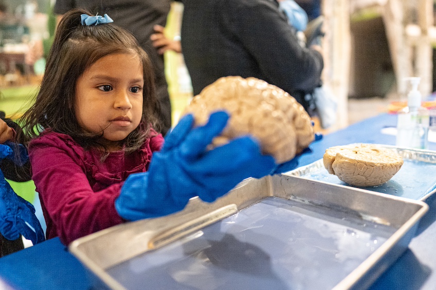 “What’s on Your Mind?” — A curious child holds a brain on display at the Discovery Expo presentation from Docs Out to Care (DOC), an outreach organization comprised of UW–Madison medical students that offers health-related information and activities and promote well-being geared toward the K-12 audience. (Photo by Romulo Ueda Photography)