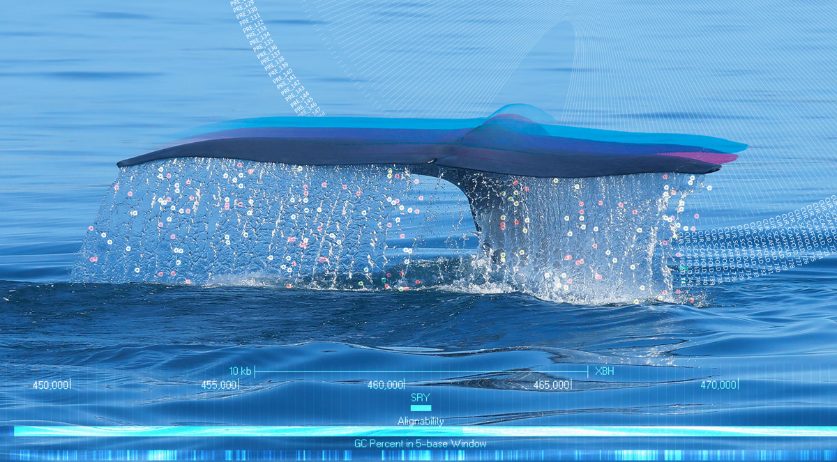 blue whale genome