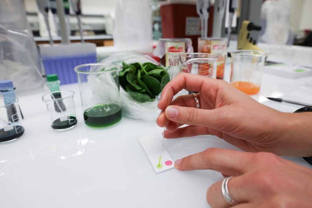 In a rare occasion to play with food in the lab, guests used thin-layer chromatography to separate molecules in colored food extracts.