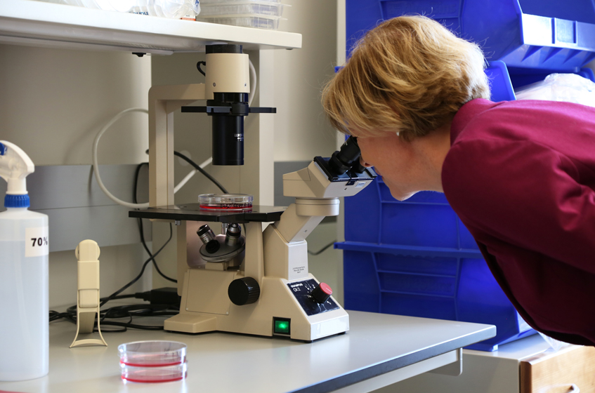 Baldwin examines kidney cells under a microscope during a visit to the Pagliarini Lab at the Morgridge Institute.