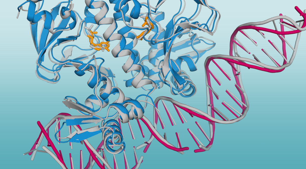 AlphaFold predicted structure