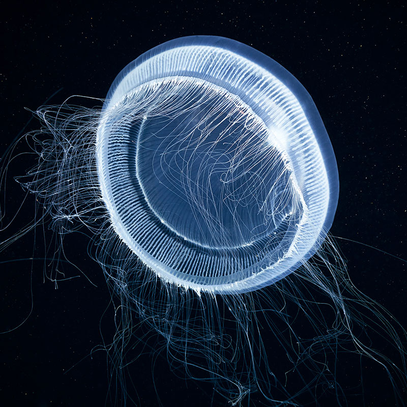 Aequorea jellyfish