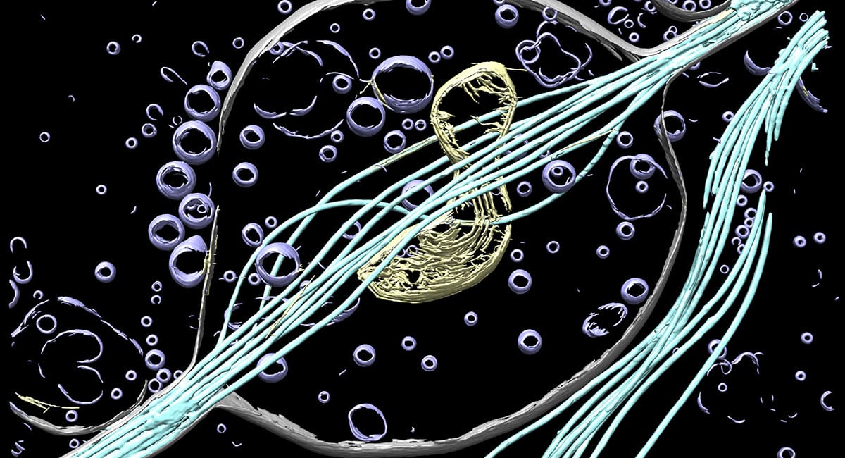 Rendered three-dimensional (3D) view of a neurite