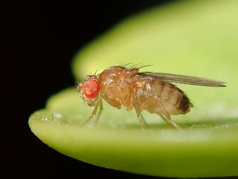 Drosophila