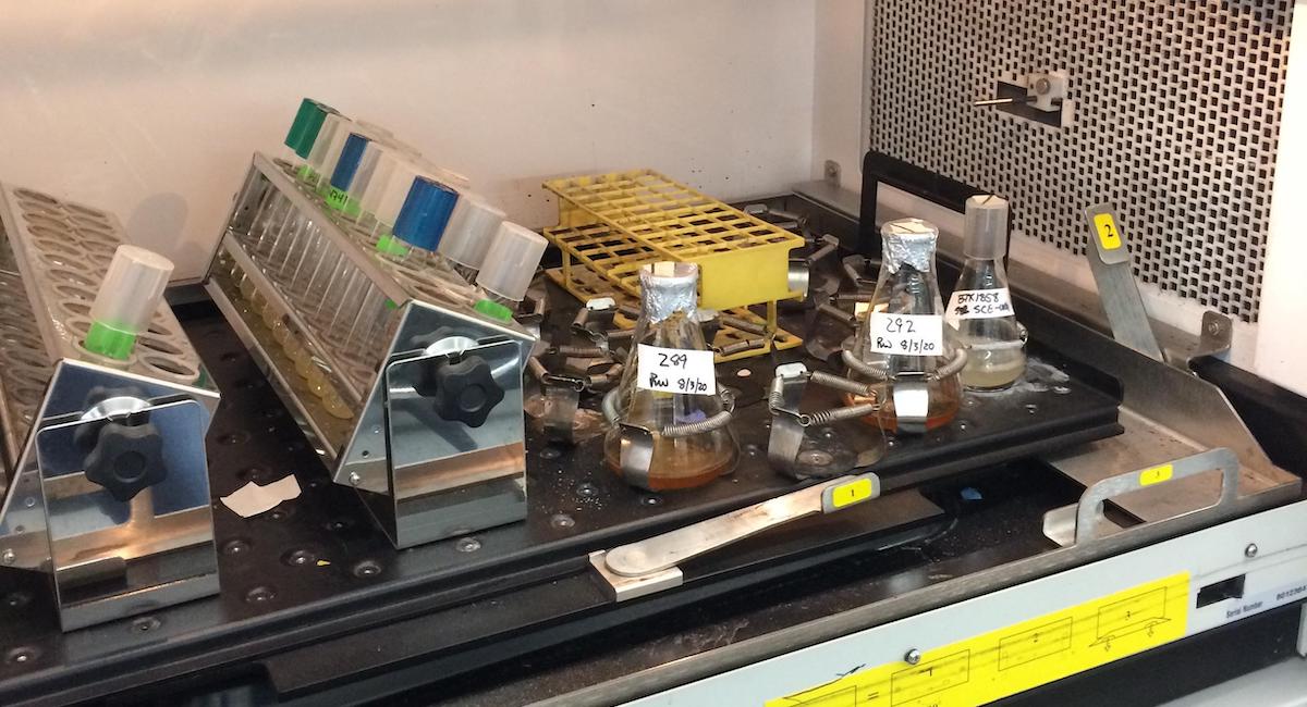 fermentations