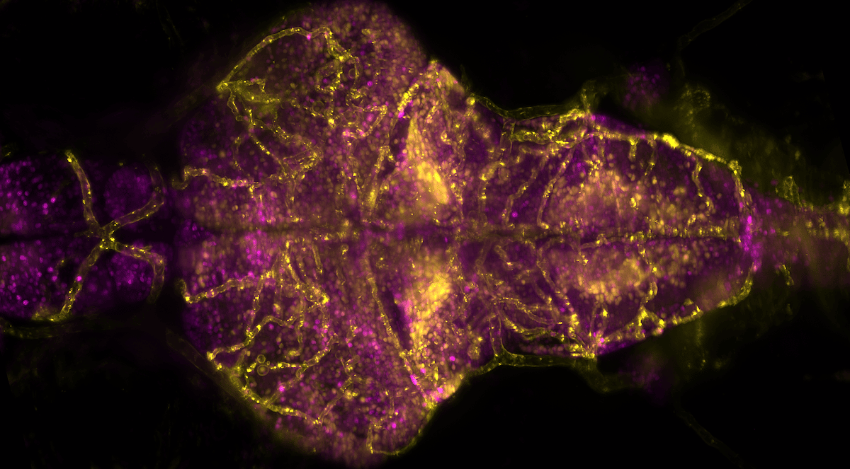 flamingo_zebrafish_image