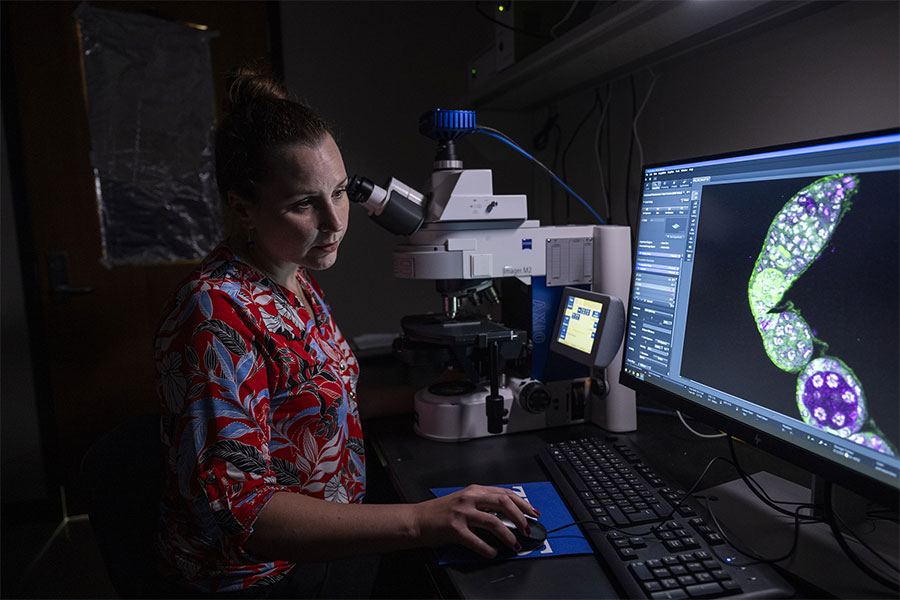 Ana Caroline Gandara investigates how climate change could pose existential threats to cold-blooded species like Drosophila.