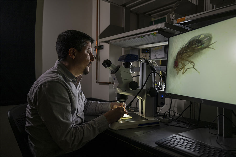 Rodrigo Dutra Nunes says Drosophila research can take scientists in a multitude of directions. “We are not shy of the hard pathways.