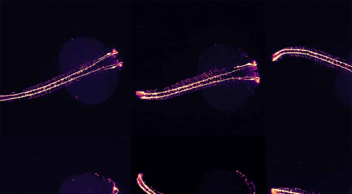 Zebrafish