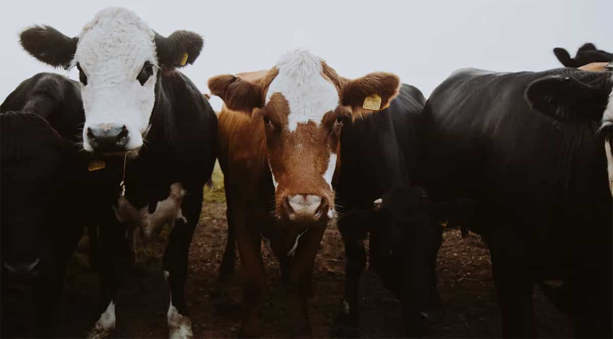 Livestock