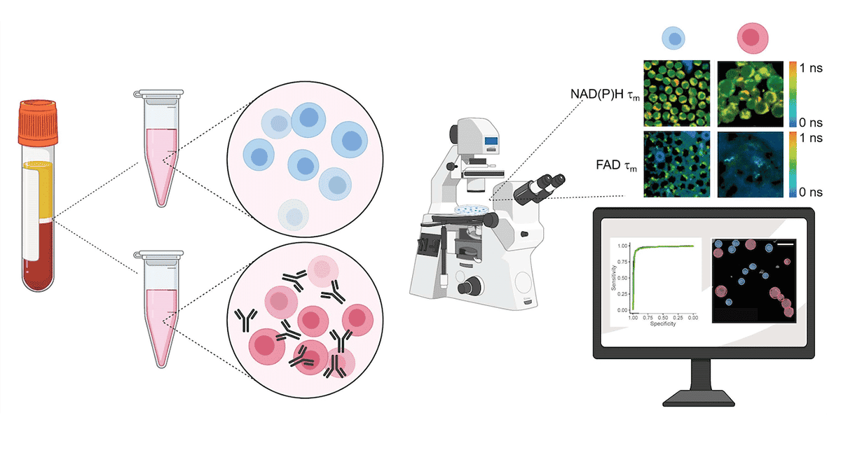 Novel t-cells