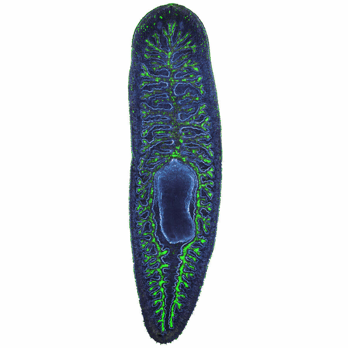 Model organisms: Peculiar creatures, big discoveries