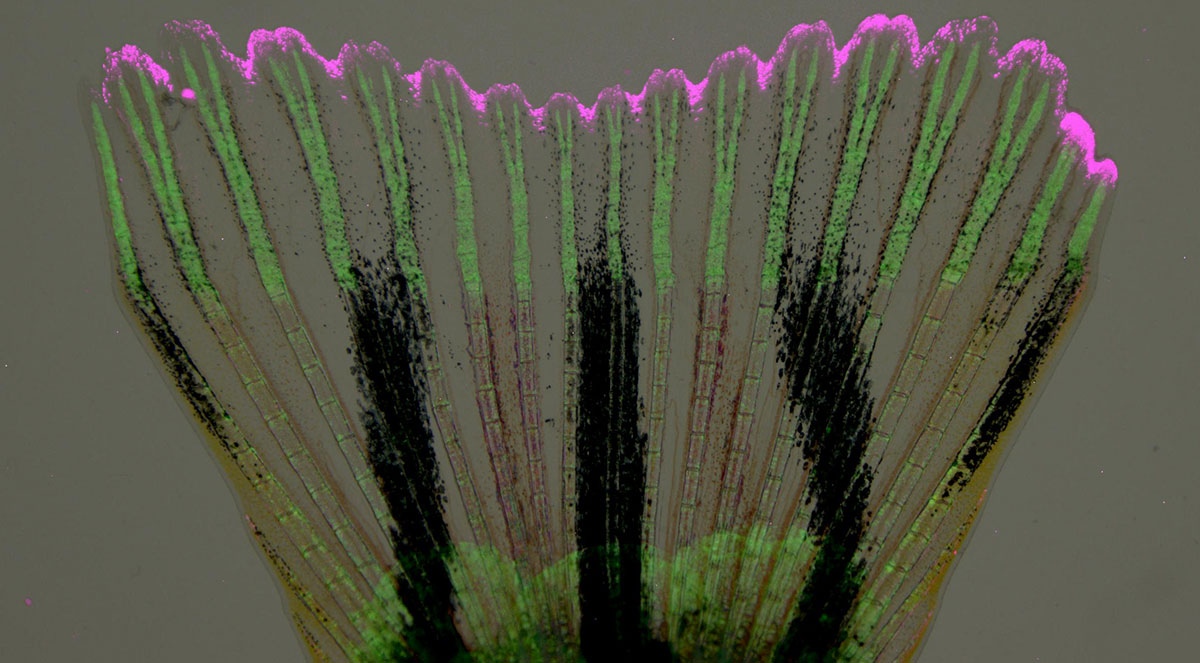 Zebrafish