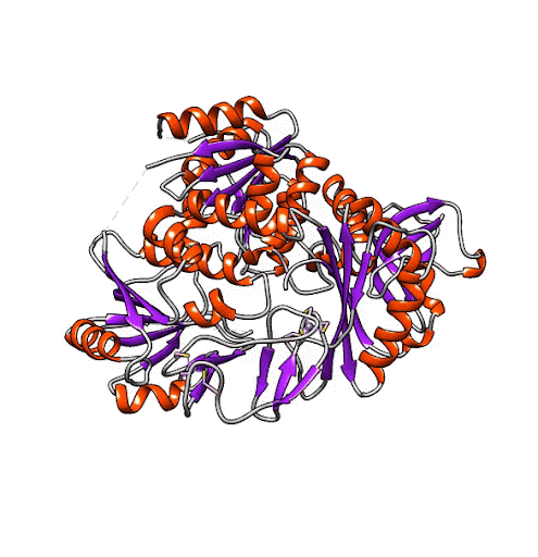 bacterial protein PriA