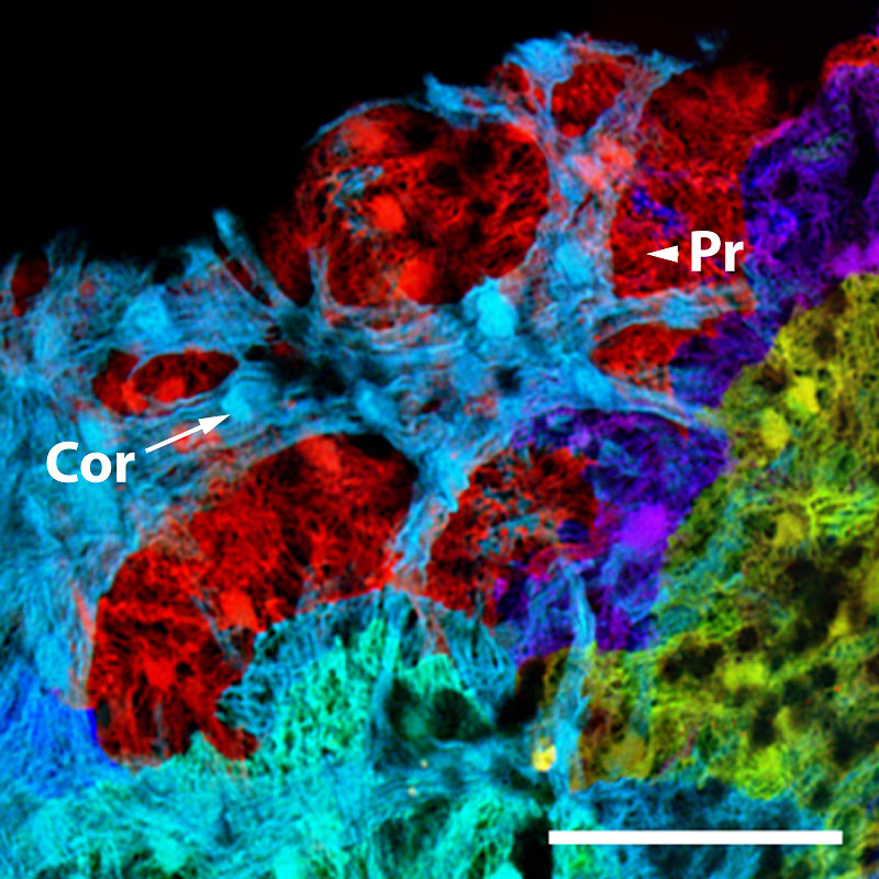 Zebrafish heart zoomed